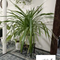 گل طبیعی با گلدون|گل و گیاه طبیعی|چناران, |دیوار