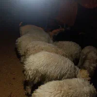 بره نر چاق|حیوانات مزرعه|مشهد مرغاب, |دیوار