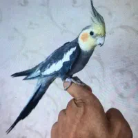 عروس هلندی نر سخنگو دستی وارام.