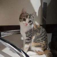 واگذاری گربه ماده ۳ماهه