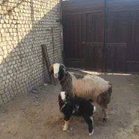 نمیشه بره گوسفند،قوچ بز