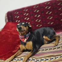 سـگ|سگ|تهران, دربند|دیوار