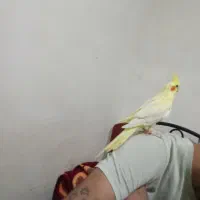 عروس هلندی لوتینو نر دستی و رام زعفرانی کشیده|پرنده|فردیس, فردیس|دیوار