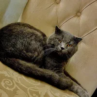 گربه اسکاتیش