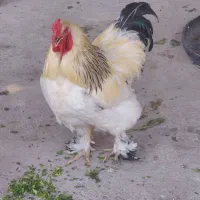 خروس  برهما