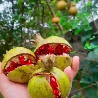 انار ترش