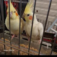 عروس و هلندی نرو ماده