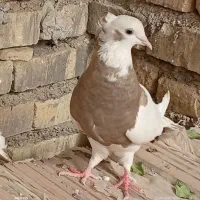طوقی ماده کرام|پرنده|اهواز, ملاشیه|دیوار