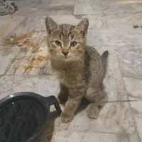چهار برادر خواهر