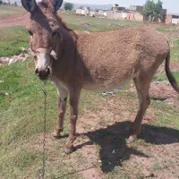 الاغ جوان ماده و نر