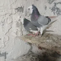 شازده سبز  نرو ماده