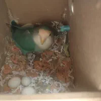 فروش یک جفت کوتوله خاص به شدت مولد باتمامی لوازم|پرنده|سبزوار, قصبه اب یمین|دیوار