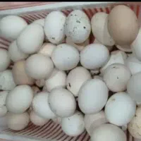 تخم مرغ نطفه دار