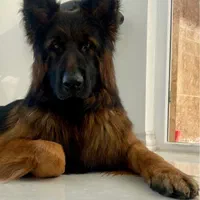 ژرمن شپرد نر  جفت یابی|سگ|شهریار, شهرک شاهد|دیوار