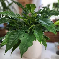 فیلندرون کنگره ای|گل و گیاه طبیعی|قم, انسجام|دیوار