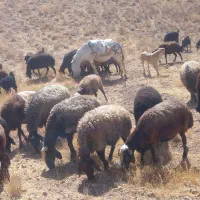 الاغ ماده|حیوانات مزرعه|قیدار, |دیوار