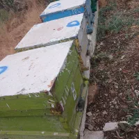 کندو با پوکه بفروش میرسد