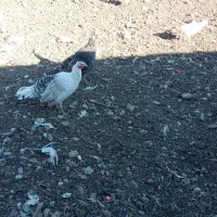 بوقلمون نر ماده