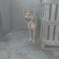 واگذاری سگ گله ای