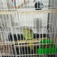 طوطی ملنگو ماده