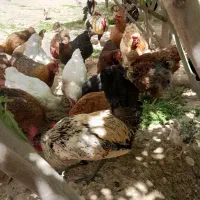 نوع مرغ