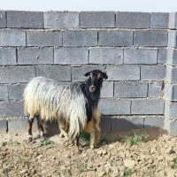 بز جوان پر شیر