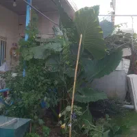 گل بابا ادم