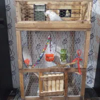 عروس هلندی جفت