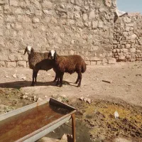 بره قوچ اصیل درجه یک