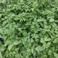 نهال گوجه فرنگی