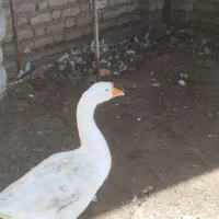 یکعددغوقازلیندااوکراینن