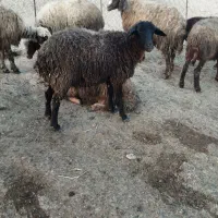 کاور ماده  قزل افشار