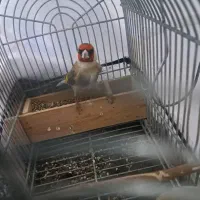 دو عدد سهره گل بلند کشیده استان فارسی درجه یک|پرنده|شیراز, قلعه نو|دیوار