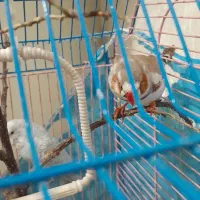 مرغ عشق و فنچ