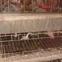 مرغ تخم گذار