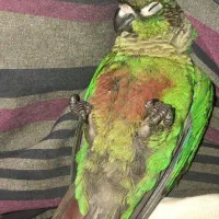 گمشده پرنده   طوطی گرینچیک