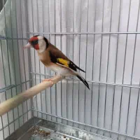 سهره نر شاه بال سفید نقش