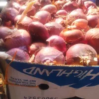 پیازبومی ریزودرشت