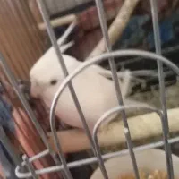 عروس هلندی آلبینو