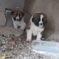 واگذاری دو راس توله نر قهدریجانی