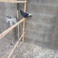 کفتر قره سوری اصل