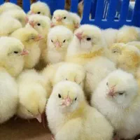 فروش جوجه مرغ گوشتی یه روزه فریدونکنار
