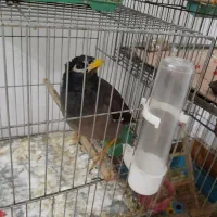 سهره وجوجه مینا