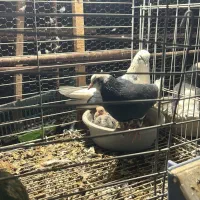 کفتر یک جایی پرشی|پرنده|مهریز, |دیوار