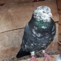 نر سرور|پرنده|گرمسار, |دیوار