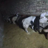 افشاری. پلنگی. مهربانی. بختیاری.|حیوانات مزرعه|کنگاور, |دیوار