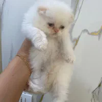 بچه گربه اسکاتیش لانگ عروسکی