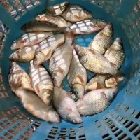 اسپلش،بچه ماهی،خوراک ،کپور|ماهی|شادگان, |دیوار