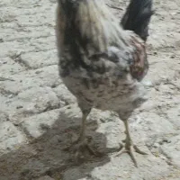 خروس|حیوانات مزرعه|شاهین‌شهر, فردوسی|دیوار