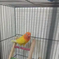 کوتوله برزیلی|پرنده|فولادشهر, مسکن مهر فولادشهر|دیوار